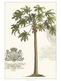 Non-embellished Palm Fresco IV