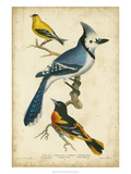 Wilson's Blue Jay