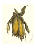 Yellow Corn
