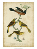 Wilson's Orchard Oriole