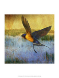 Barnswallow