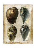 Antiquarian Seashells III