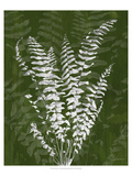 Jewel Ferns I