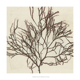 Brilliant Seaweed II