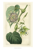 Antique Passionflower I