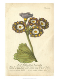 Non-Embellished Vintage Auricula I
