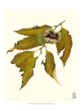 Chestnut Tree