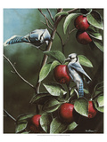 Summer Blue Jays
