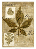 Leaf Collage III