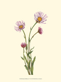 Delicate Wildflowers V