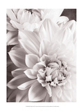 Black and White Dahlias II