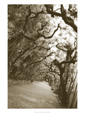 Boboli Arbor  Italy