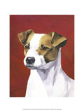 Dog Portrait  Jack