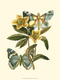 Butterfly Oasis III