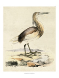 Antique Heron I