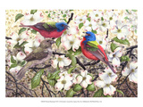 Painted Bunting