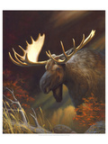 Moose Portrait
