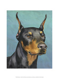 Dog Portrait  Dobie