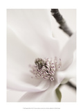 Magnolia Blush II