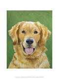 Dog Portrait  Golden