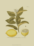 Antique Lemon