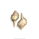 Shell Collection V