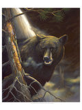Bear Portrait