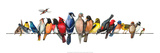 Large Bird Menagerie