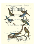 Non Embellish Vintage Ornithology II