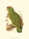 Festive Amazon Parrot