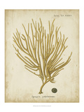 Esper Antique Coral IV