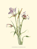 Delicate Wildflowers IV
