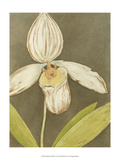 Orchid and Earth III
