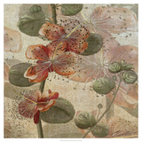 Desert Botanicals I