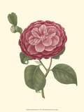 Camellia Blooms IV