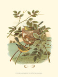 Golden Crowned Kinglet & Nest