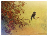 Snow Oak Junco