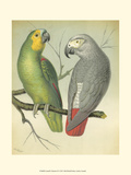 Cassell's Parrots II