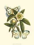 Butterfly Oasis I