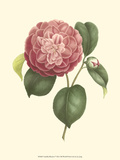 Camellia Blooms I