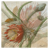 Desert Botanicals II