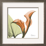 A Gift of Calla Lilies in Orange