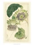 Antique Passionflower II