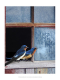 Barn Swallows Window
