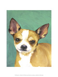 Dog Portrait  Chihuahua