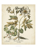 Ivory Peonies III