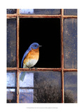 Bluebird Window