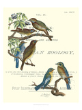 Non Embellish Vintage Ornithology I