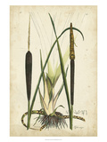 Antique Cattail I