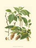 Pinecones & Foliage I